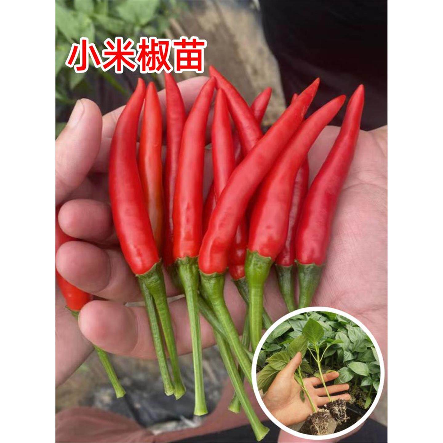 小米辣椒苗秧朝天种籽泡幼
