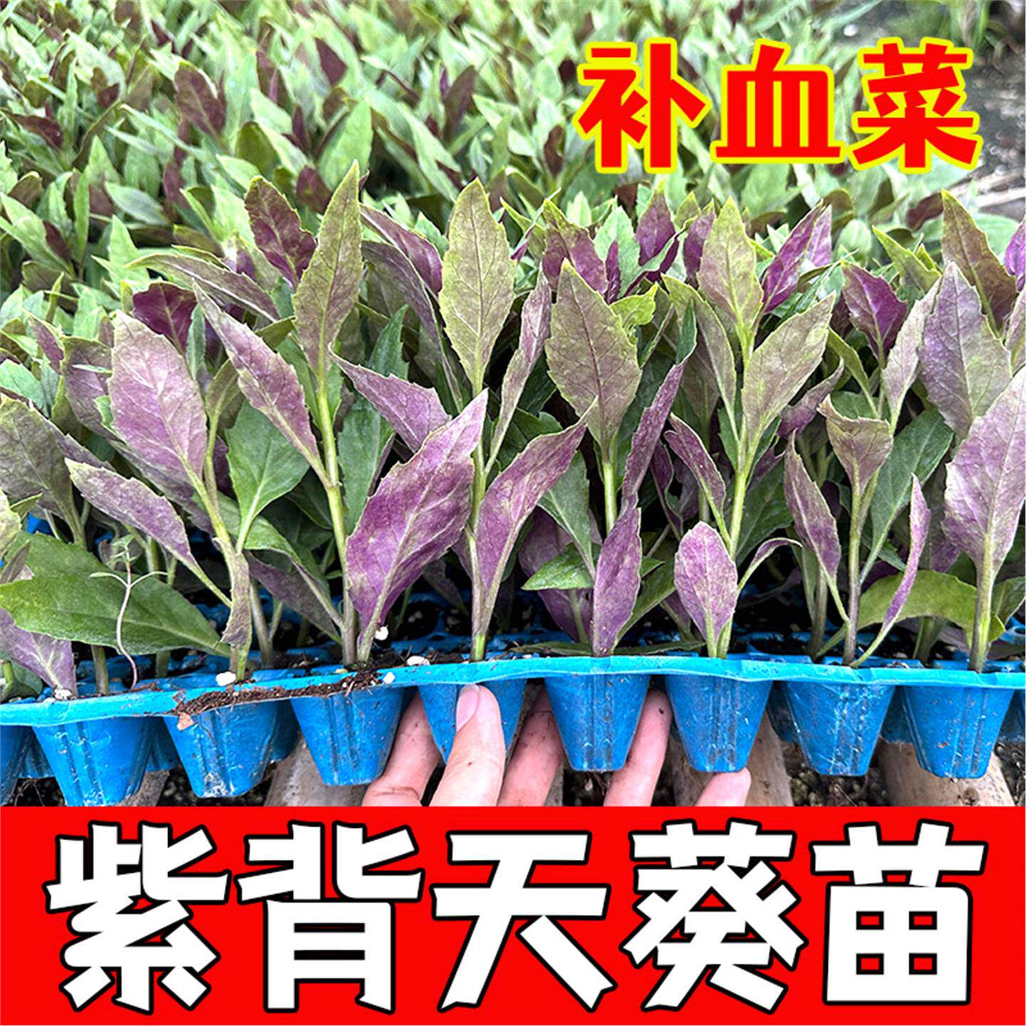 紫背菜苗天葵种学校绿植作