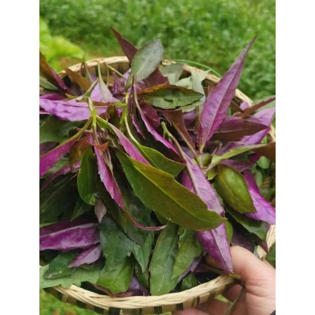 菜苗紫背种籽四季阳台盆栽