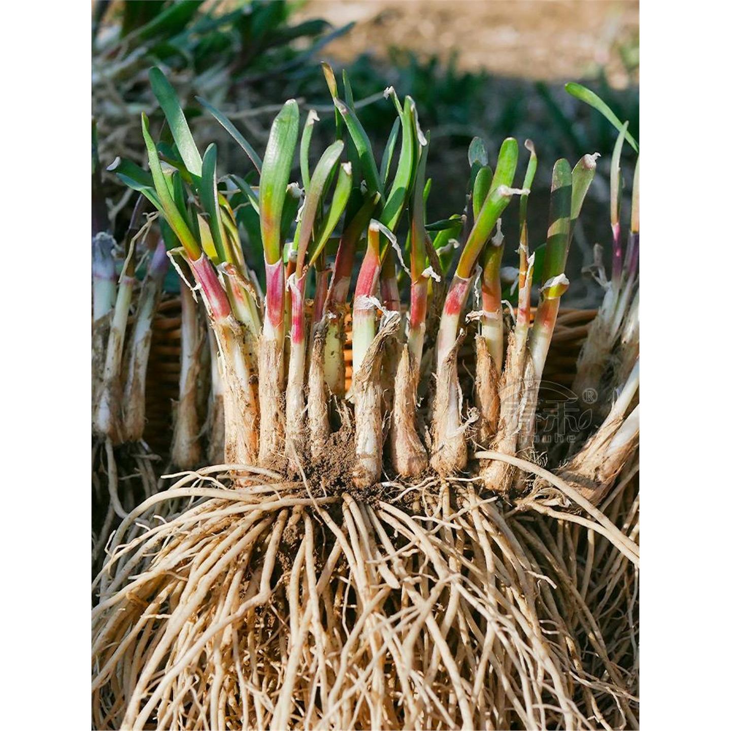 现挖红根宽叶韭菜苗四季种