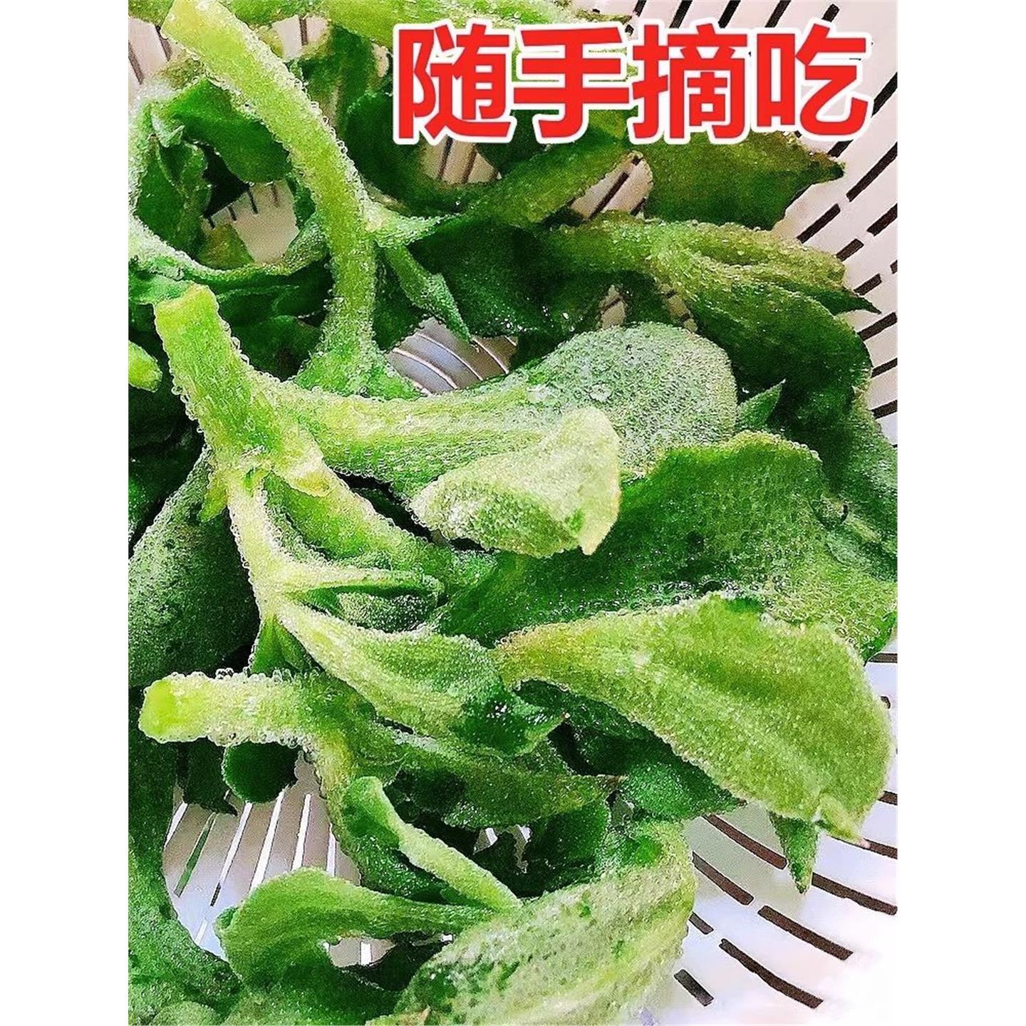 水晶冰菜种子草苗冷籽阳台