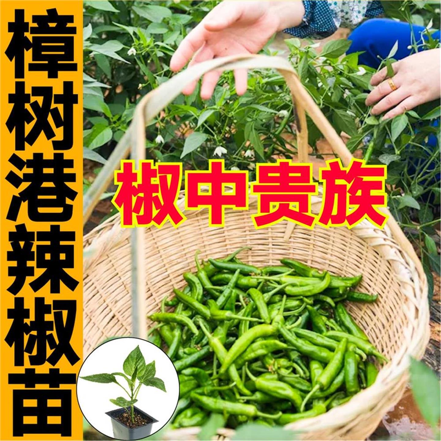 椒中贵族正宗湖南樟树港小