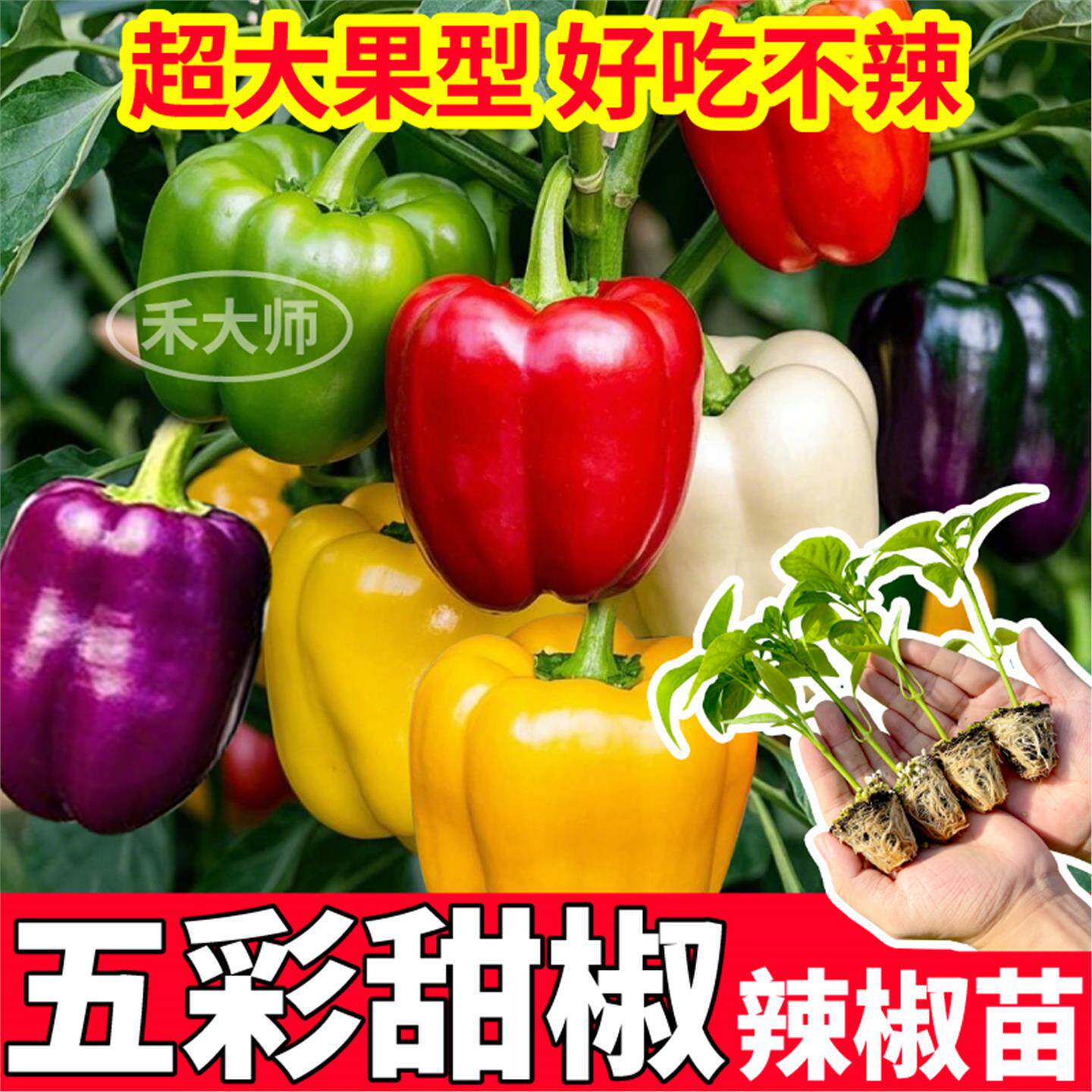 超大果五彩甜椒辣苗秧好吃