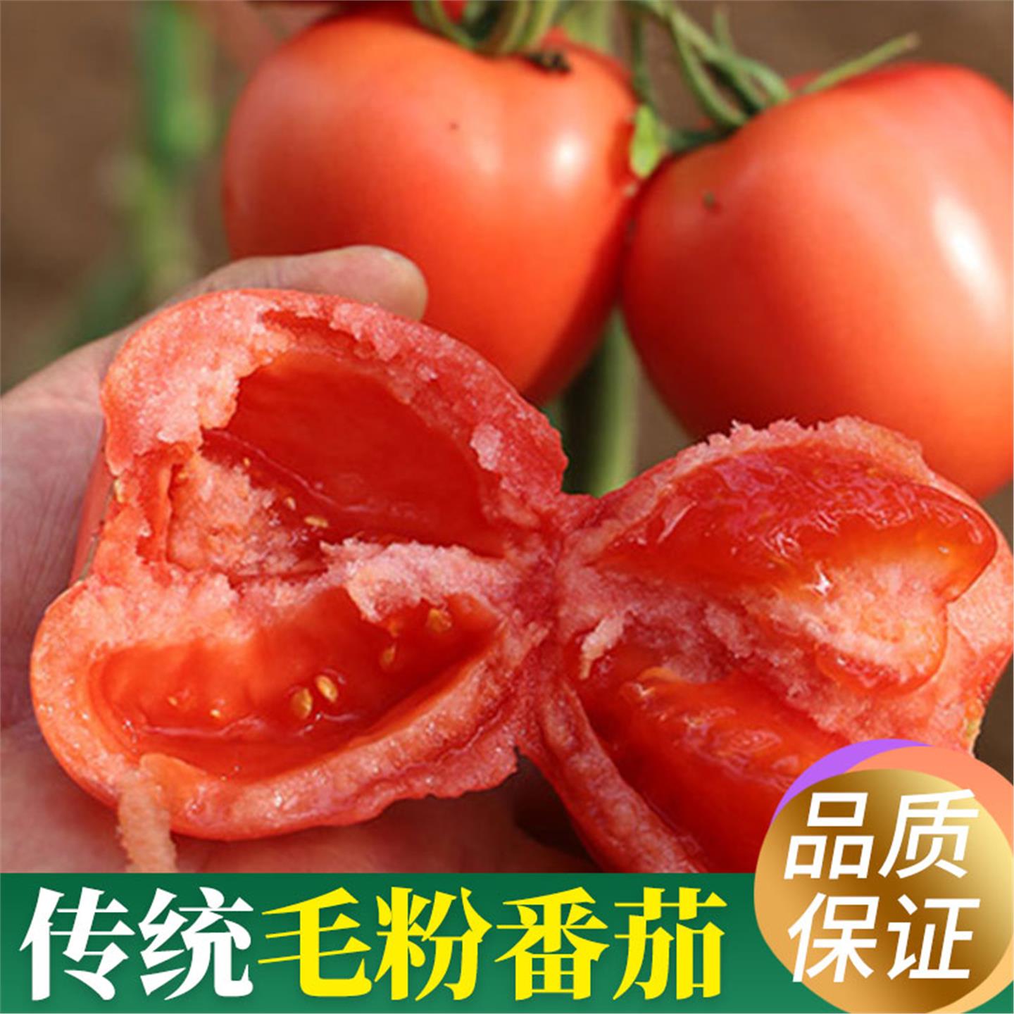 高产毛粉番茄种子沙瓤大西