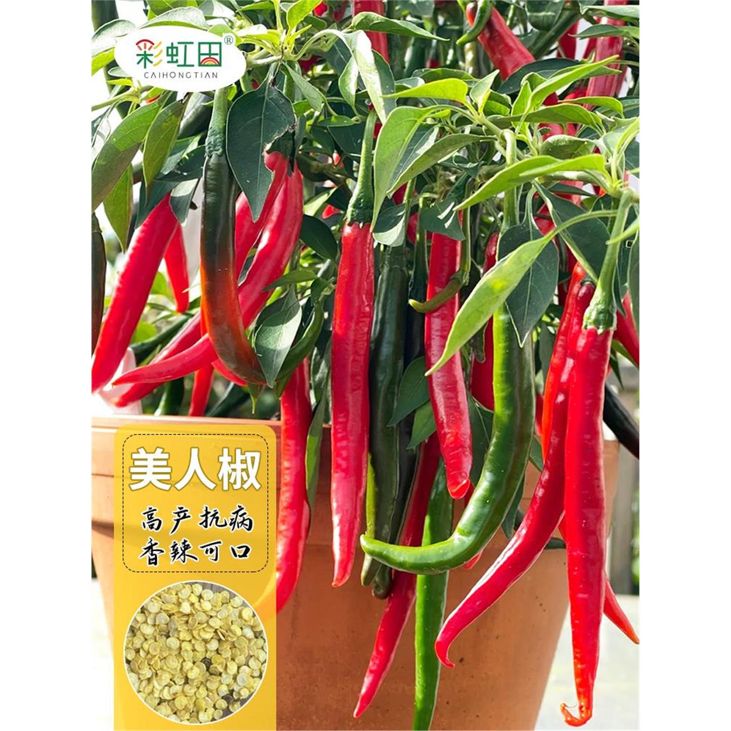 高产美人椒种子青红辣籽超
