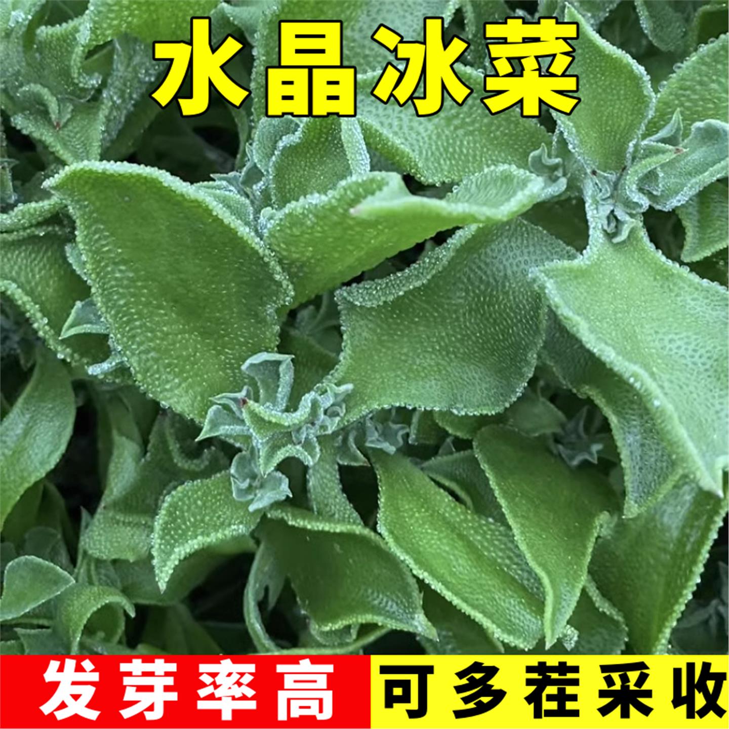 水晶冰菜种籽阳台蔬子大全