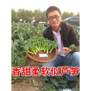 西兰苔一号种子种籽西兰花芥蓝芥兰菜心四季种菜秧苗蔬菜种孑苗