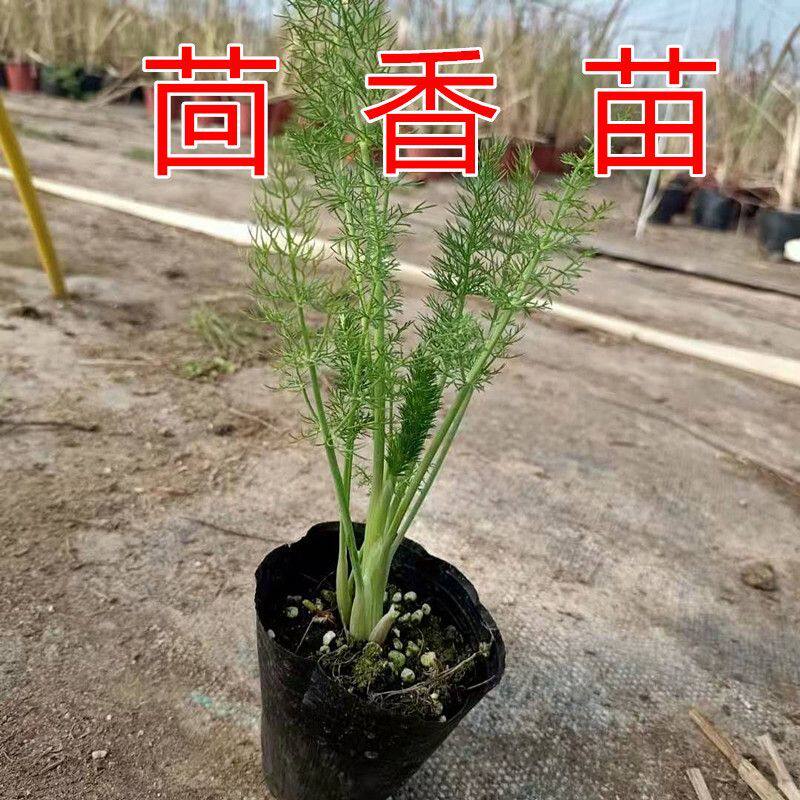 茴香苗秧带根盆栽小割茬多