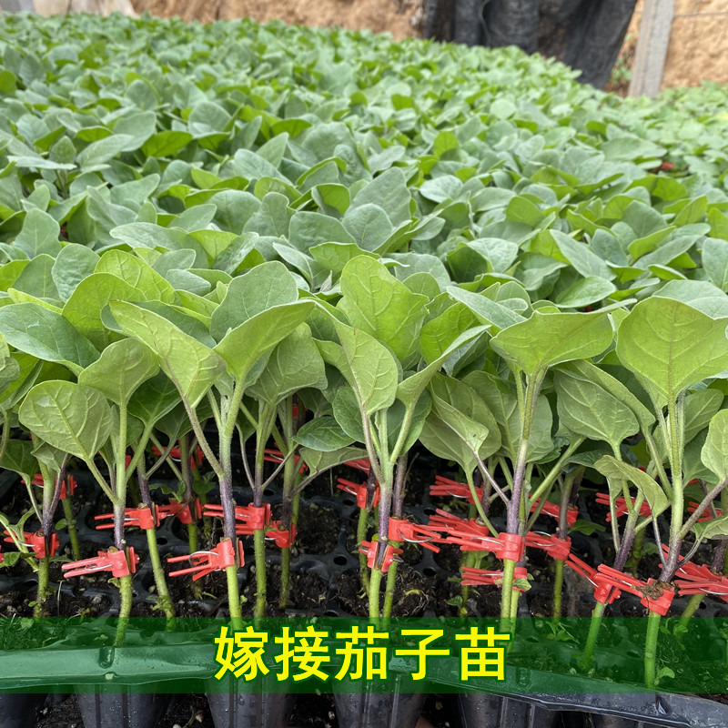 嫁接茄子苗大龙秧春夏季圆