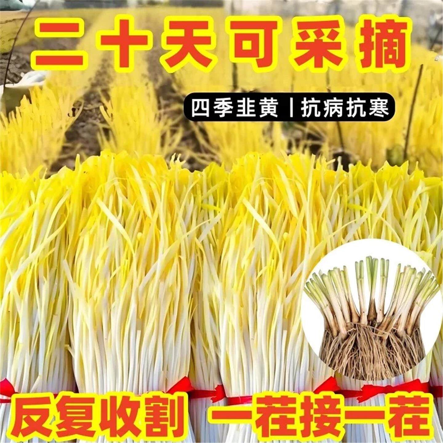 现挖韭黄根秧苗四季蔬菜阳