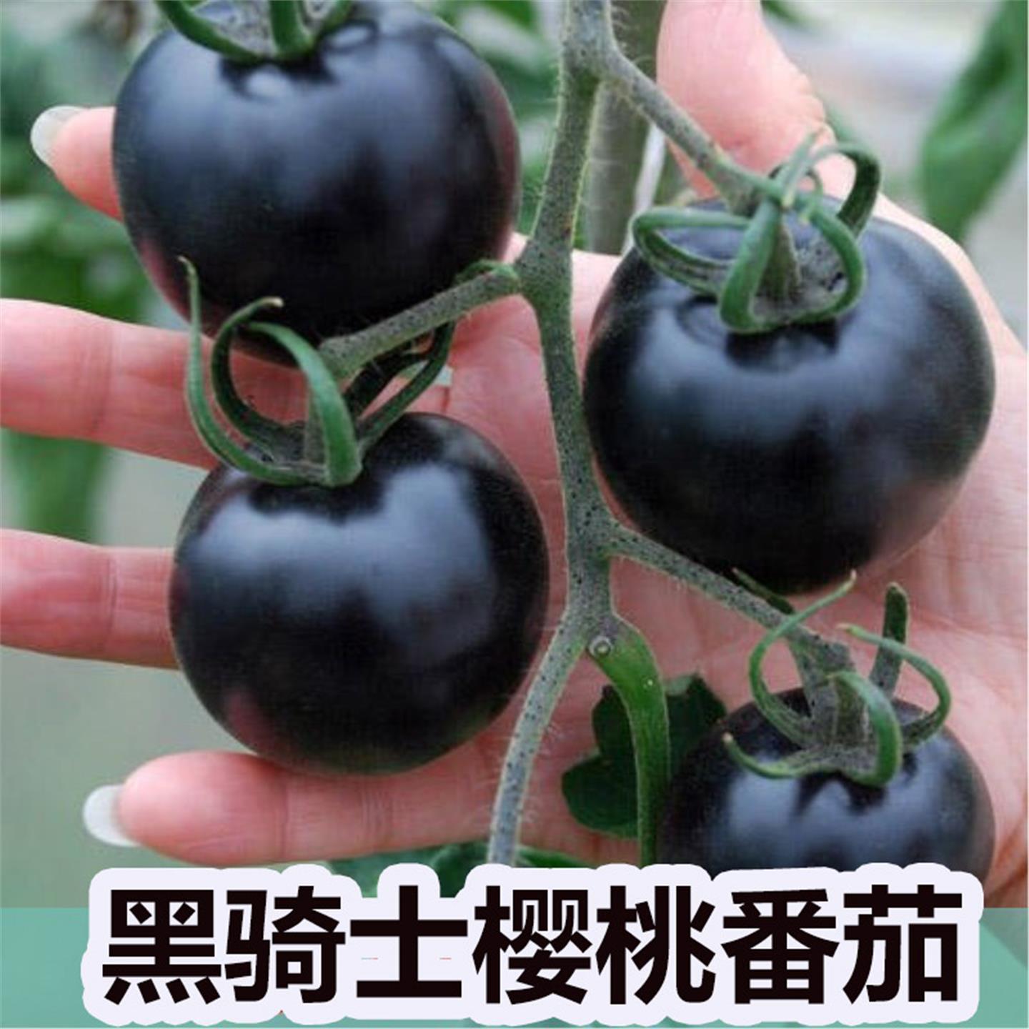 黑骑士小番茄种籽苗樱桃西