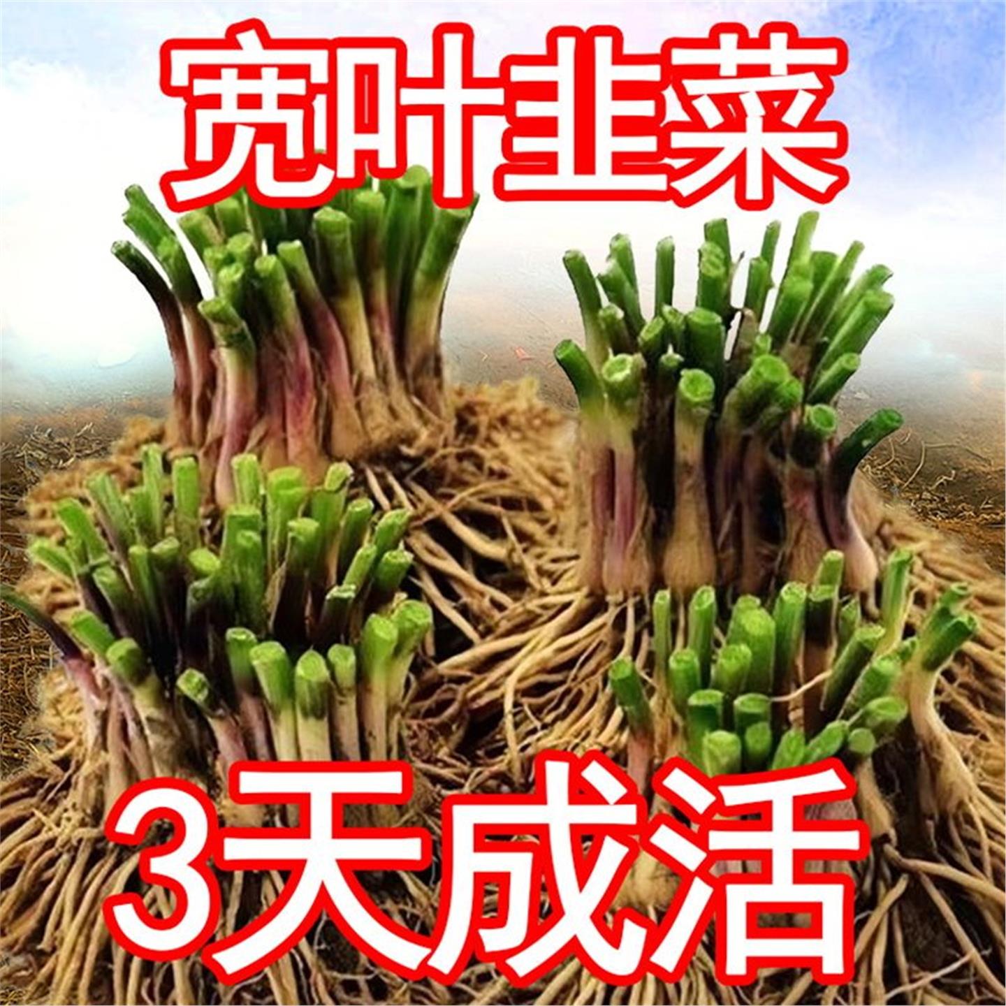 四季韭菜根苗紫红大叶宽带