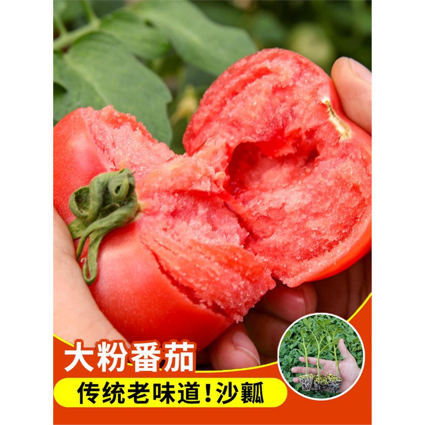 大果粉冠番茄苗秧四季盆栽