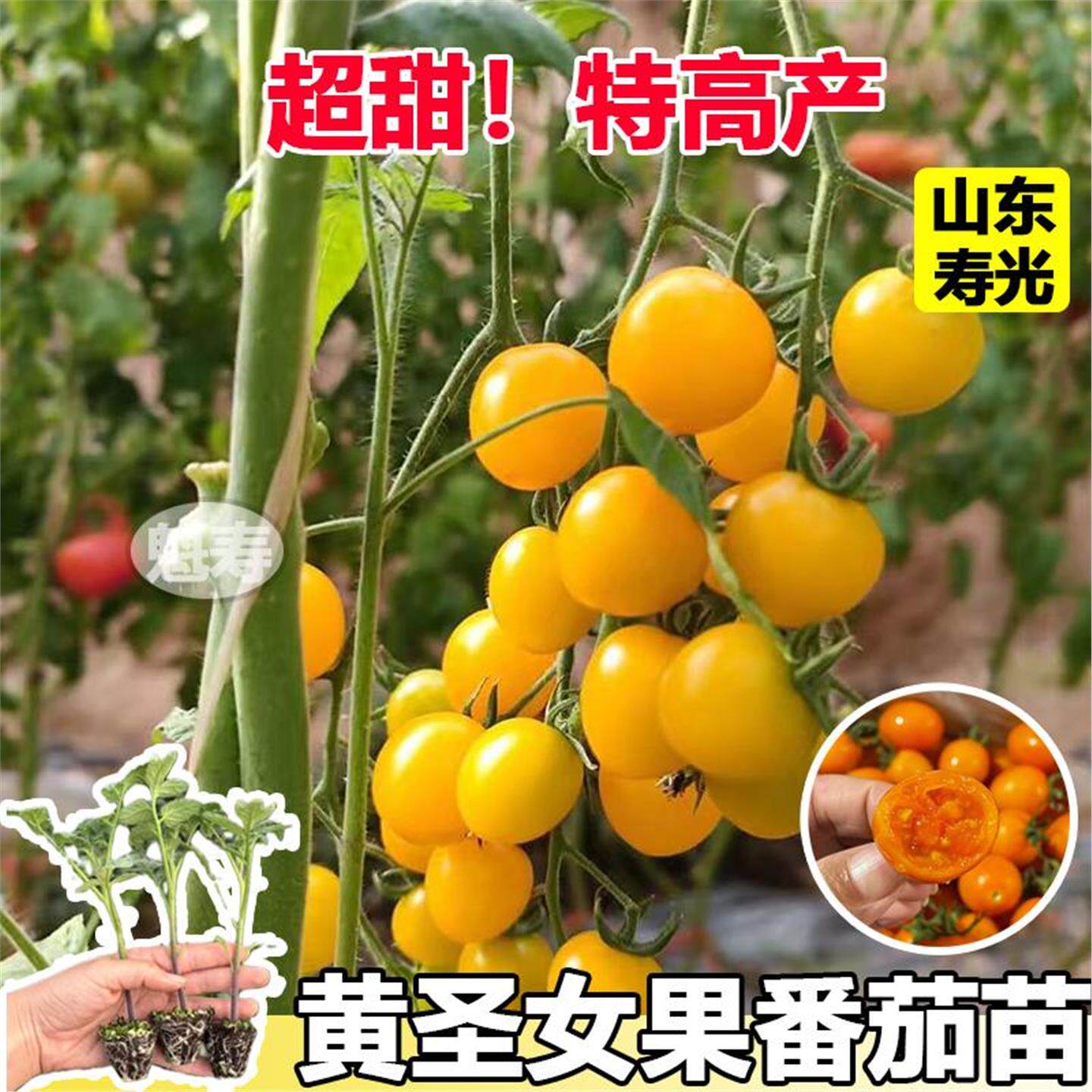 黄色圣女果千禧小番茄种子