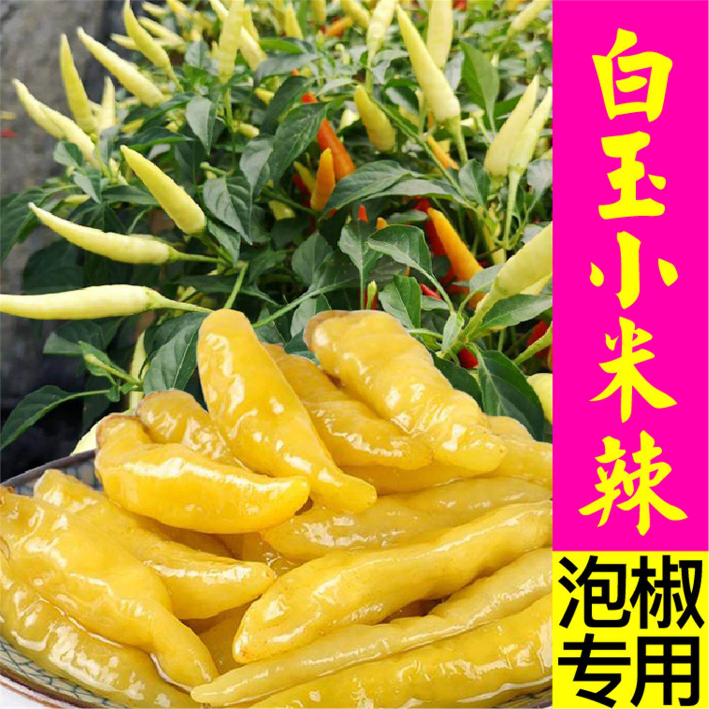寿光白玉小米辣椒秧苗带土