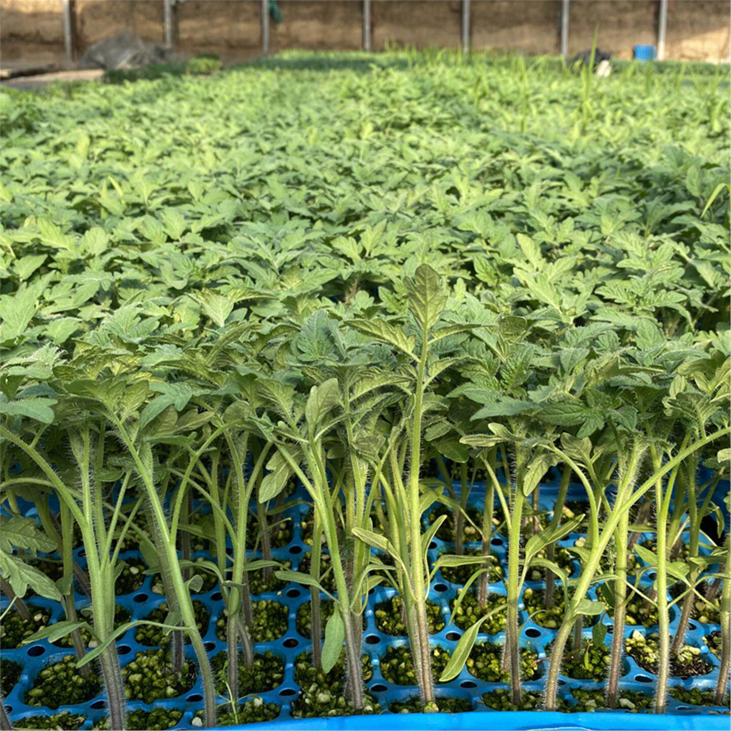 大红西柿苗春季夏秋番茄