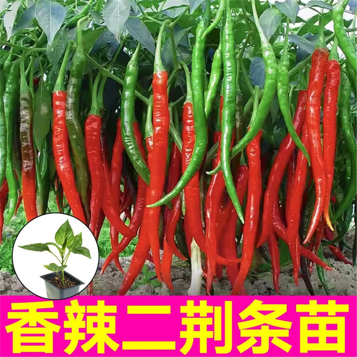 高产二荆条线椒苗秧又香辣