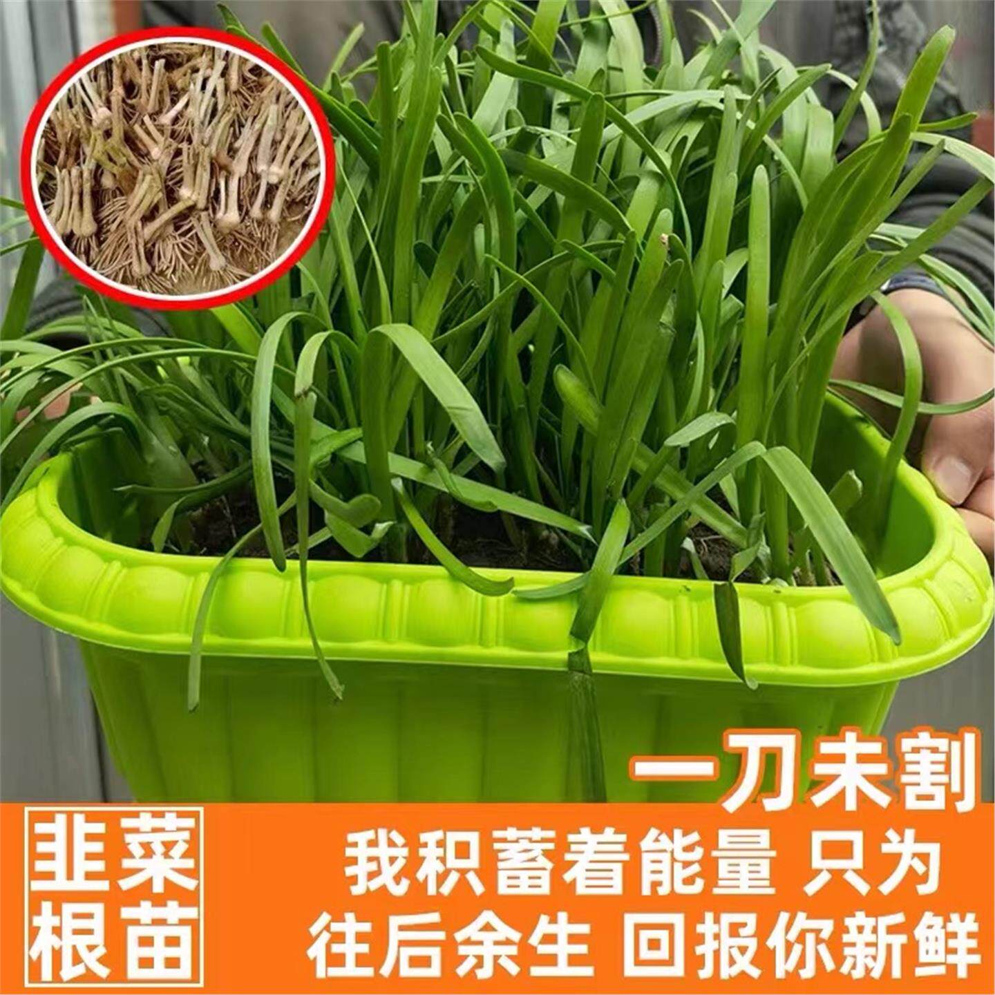 农家土韭菜根苗紫现挖种籽