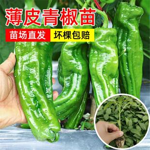 四季薄皮青椒苗秧苗高产皱皮虎皮青椒苗不辣苏椒泡椒苗阳台种盆栽