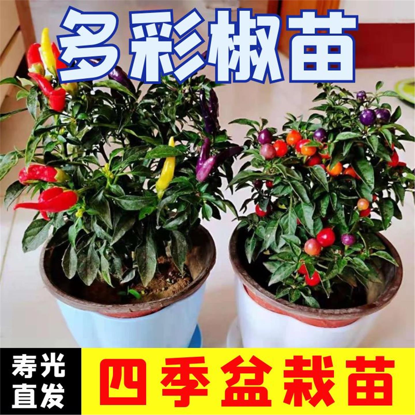 多彩迷你椒观赏七五蔬菜苗