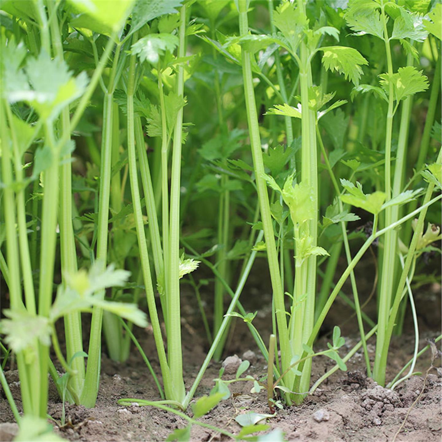 四季小香芹种籽秧苗菜西子