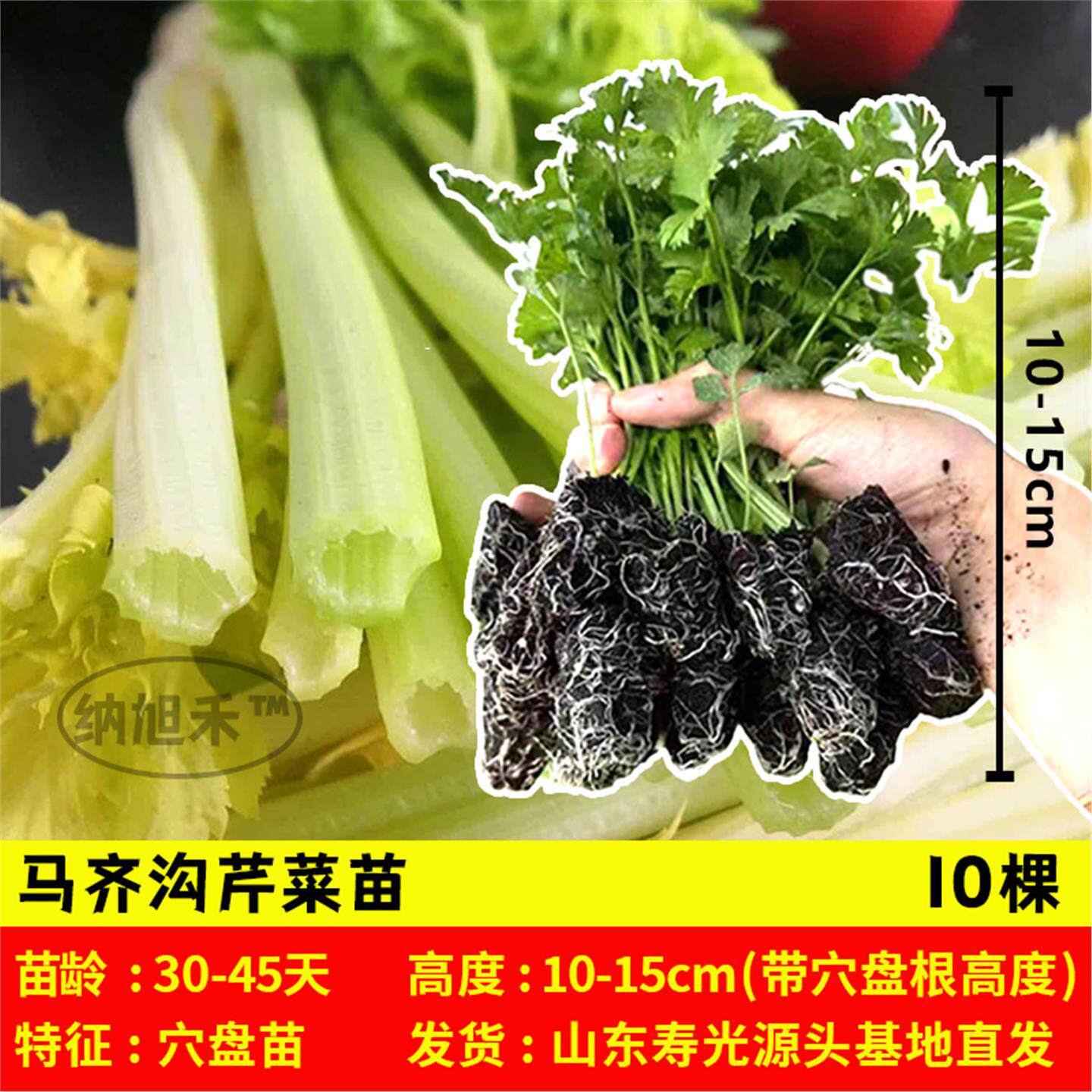 马家沟芹菜苗带土黄心芹菜苗更浓西芹小香芹根芹带土四季盆栽阳台