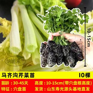 盆栽阳台 马家沟芹菜苗带土黄心芹菜苗更浓西芹小香芹根芹带土四季