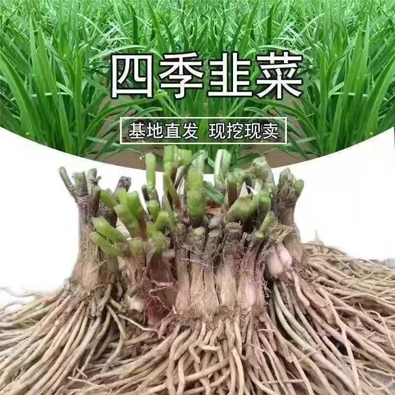 现挖韭菜根苗阳台庭院四季