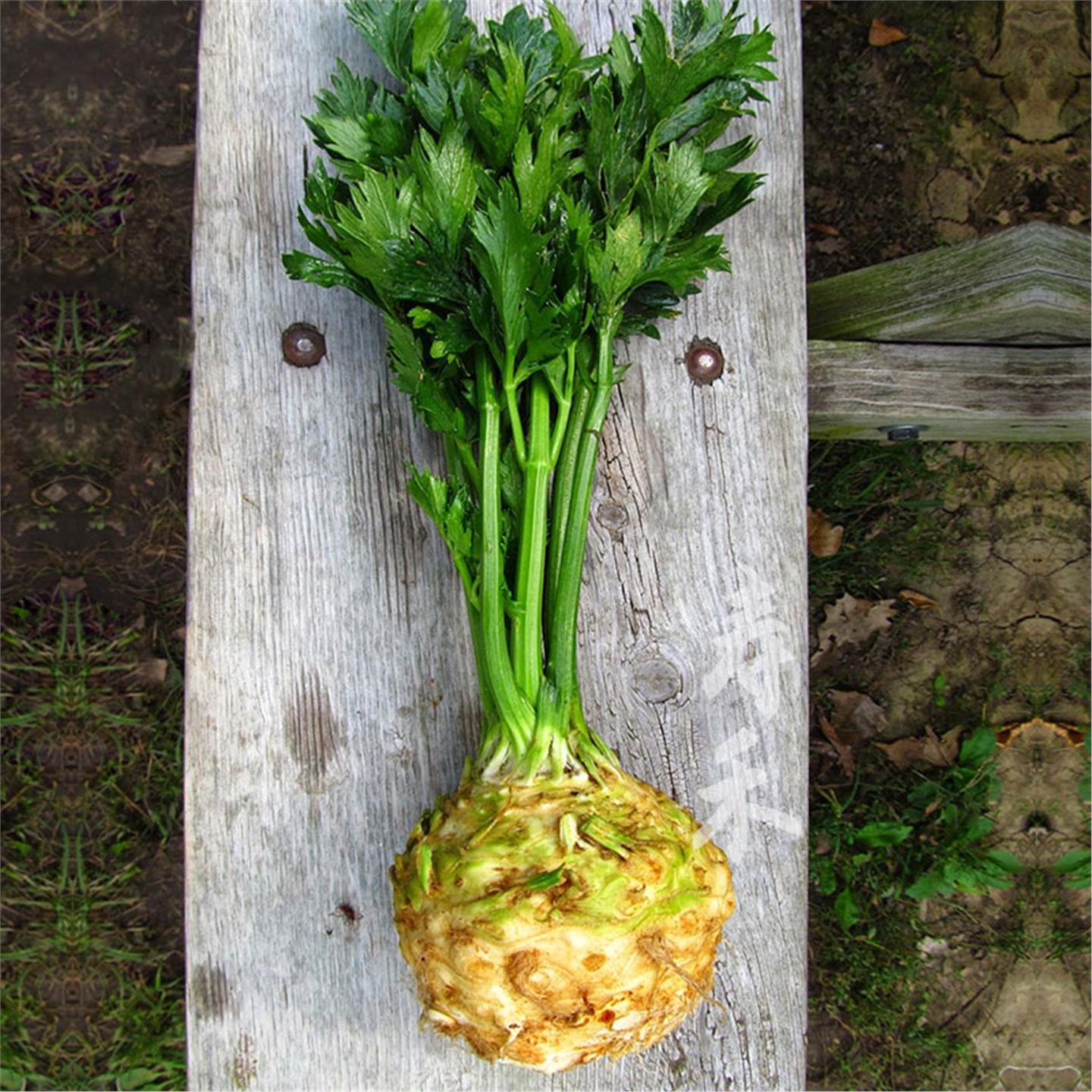 根芹头种籽苗子蔬菜阳台秋