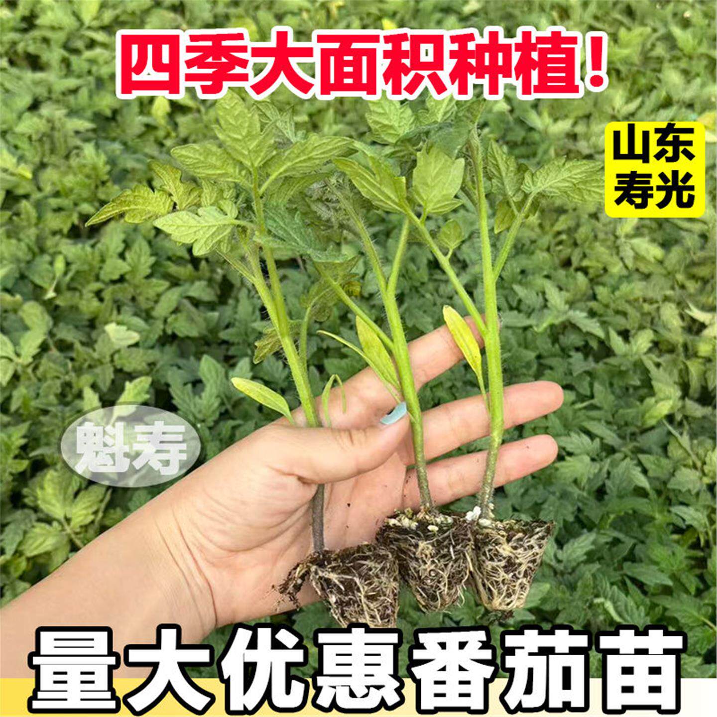 大红硬果番茄苗秧带士球四