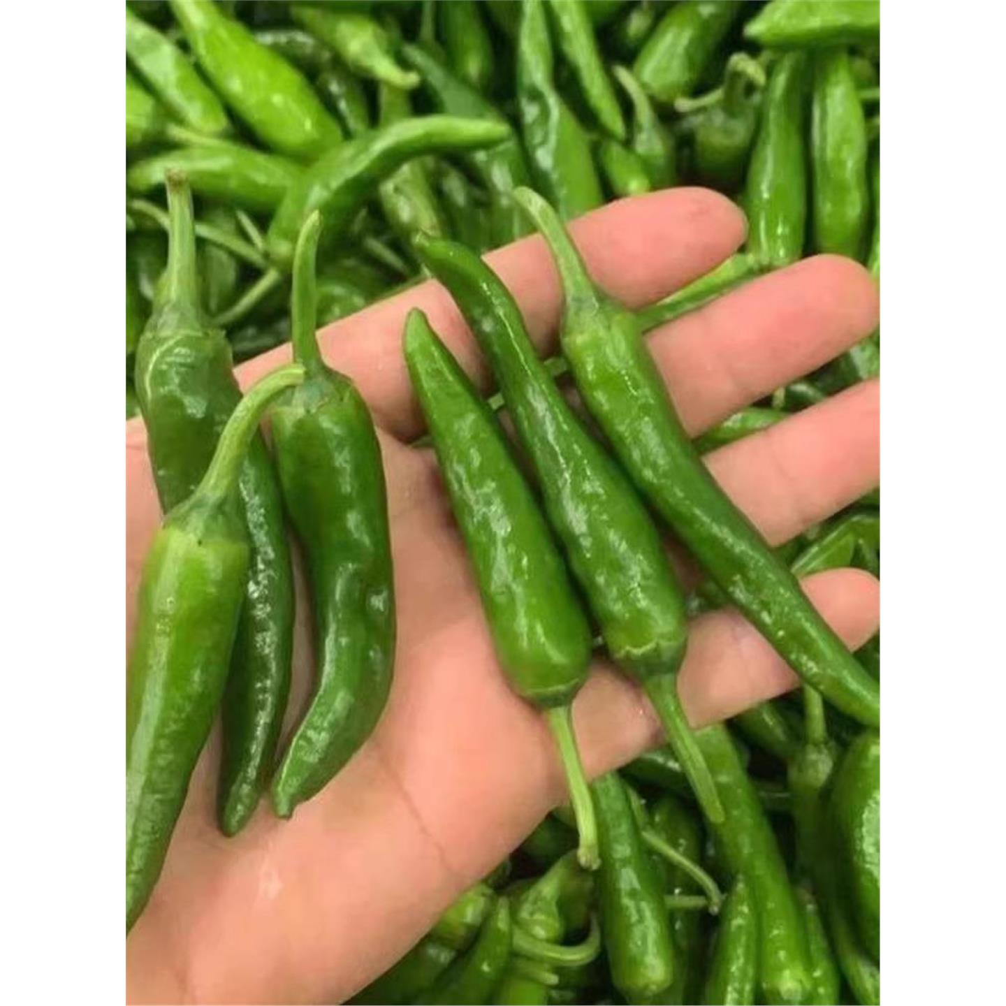 樟树港辣椒苗秧带土球特产