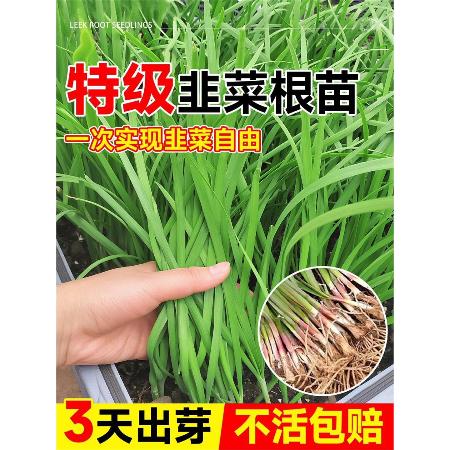 韭菜根苗四季紫宽叶带土现