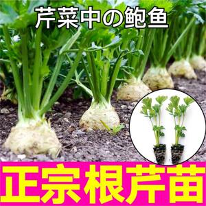 山东寿光正宗根芹苗秧皇后