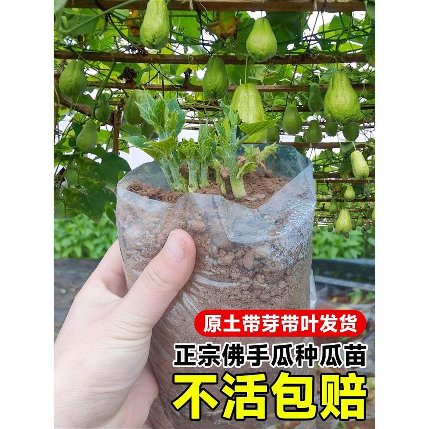 佛手瓜种瓜苗带芽佛手瓜种苗秧瓜苗带土种子新鲜蔬菜秧苗水果幼苗