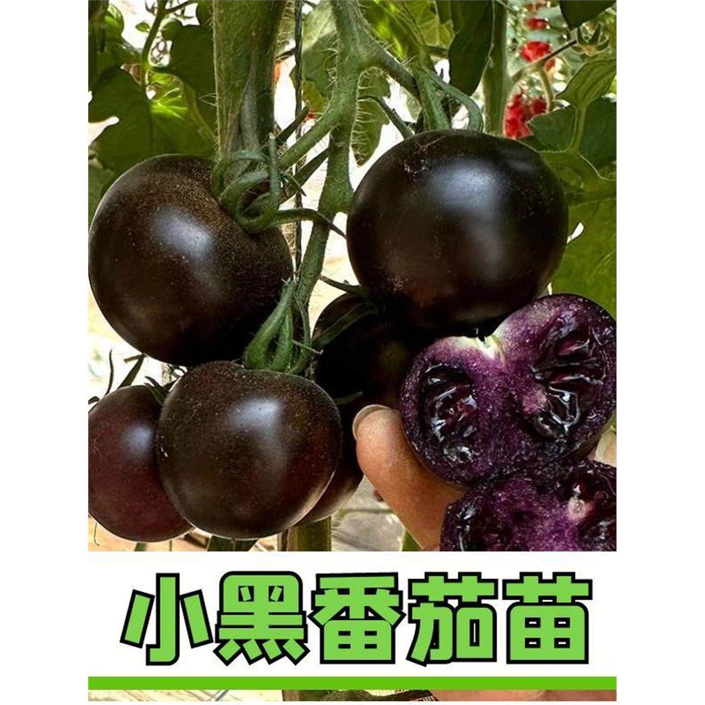 黑骑士番茄苗秧樱桃小西红