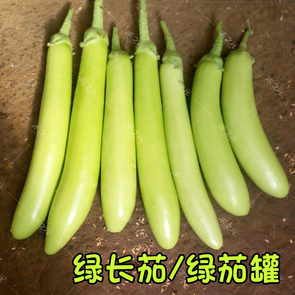 绿茄灌种子长籽圆早熟高产