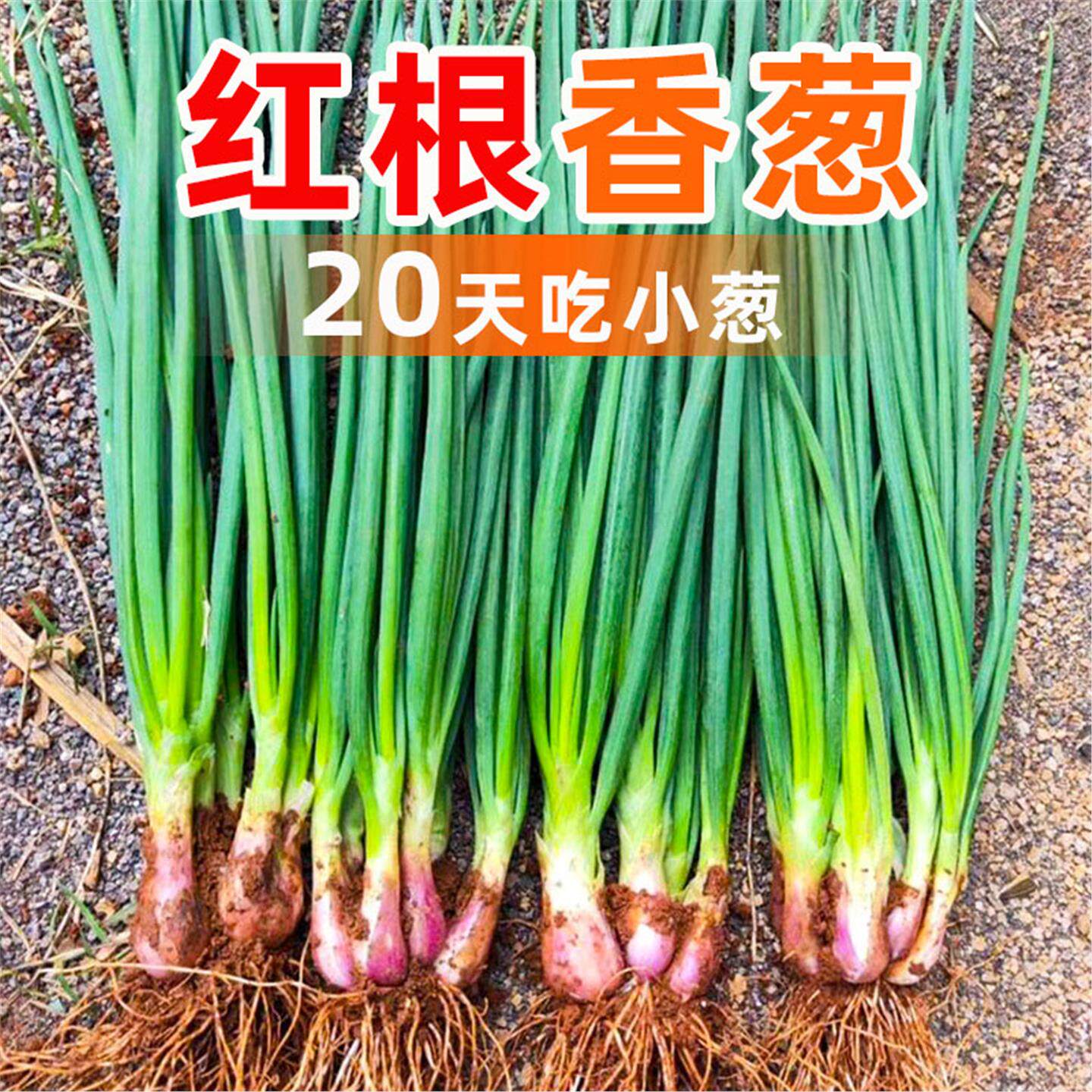 四季小香葱种头籽火红子苗