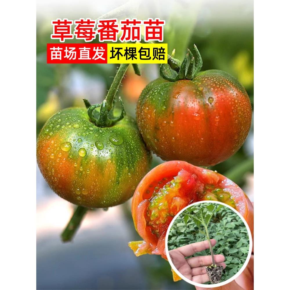 正宗草莓番茄苗东北铁皮青