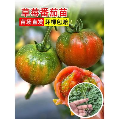 正宗草莓番茄苗东北铁皮青