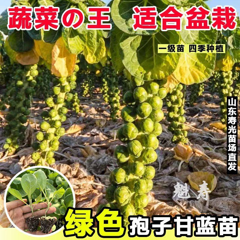 孢子甘蓝秧苗带土球幼苗抱子甘蓝种子盆栽地栽四季食用迷你卷心菜