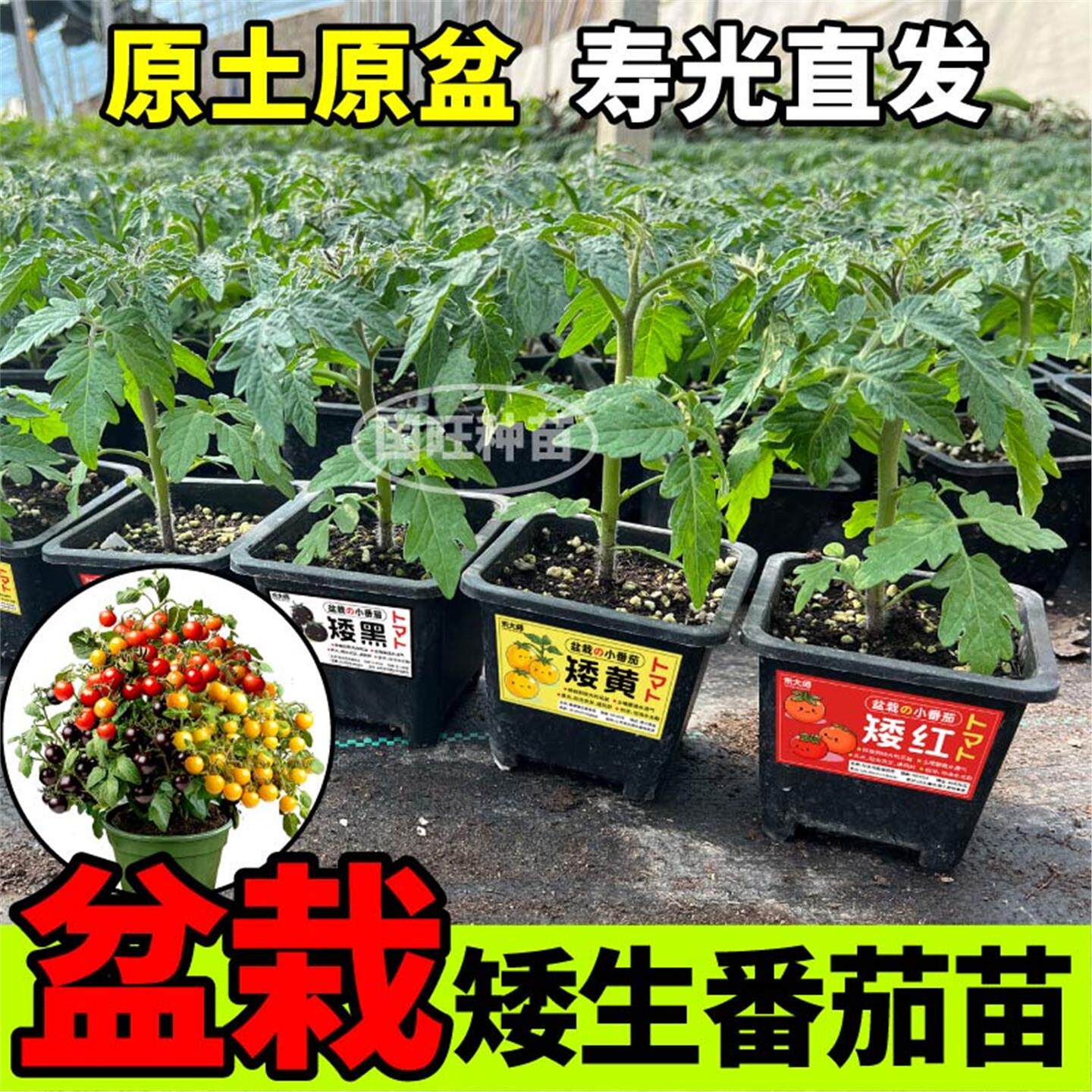 带盆土矮生番茄苗秧红黄黑