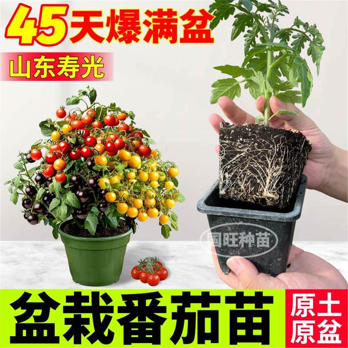 矮生盆栽番茄苗秧原土带球