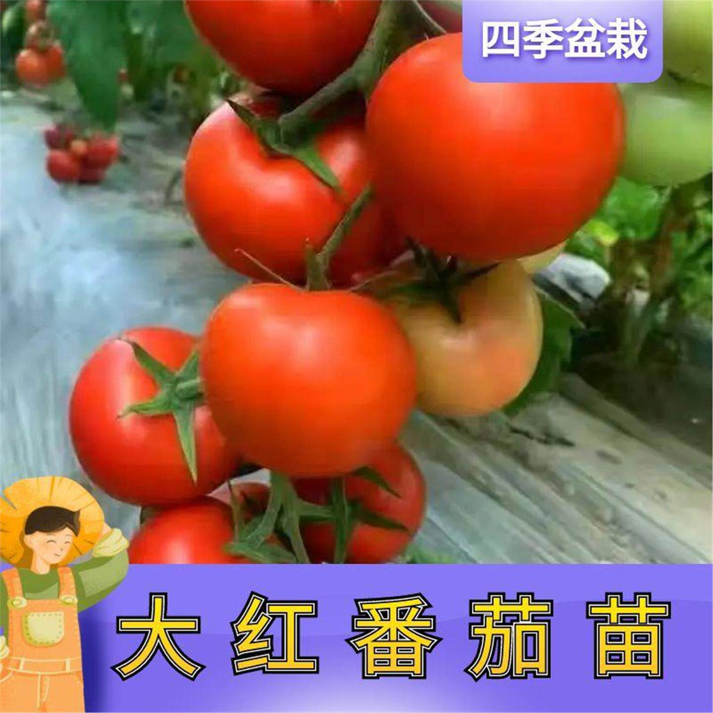 大红番茄水果西红柿秧苗种籽大全番茄蔬菜苗寿光
