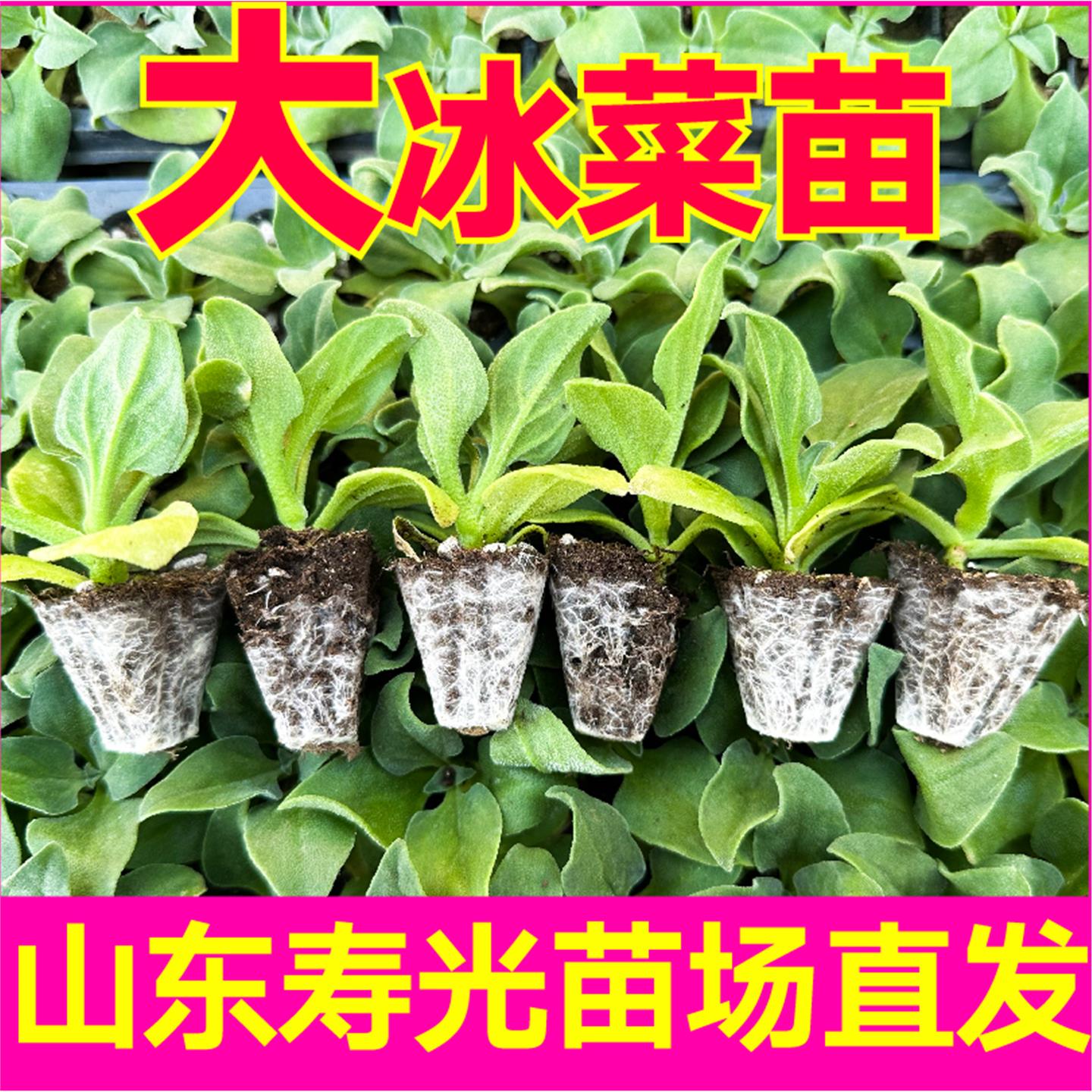 大叶水晶冰菜苗秧都是草种