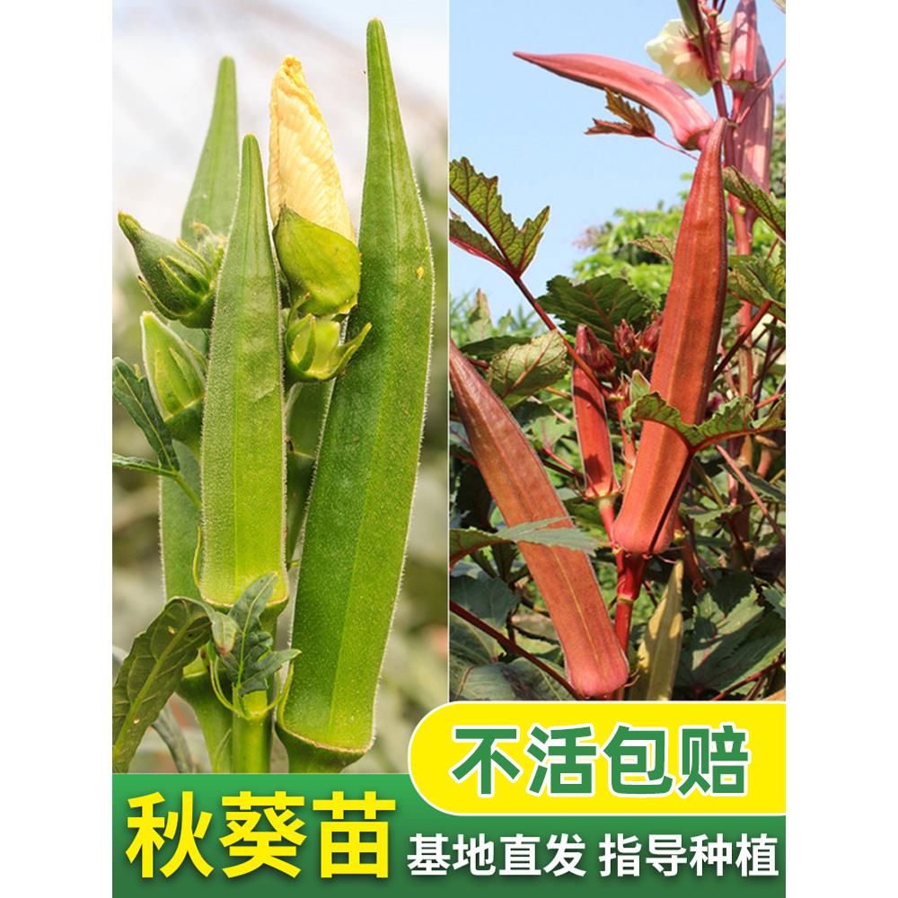 秋葵苗秧四季盆栽黄红特色