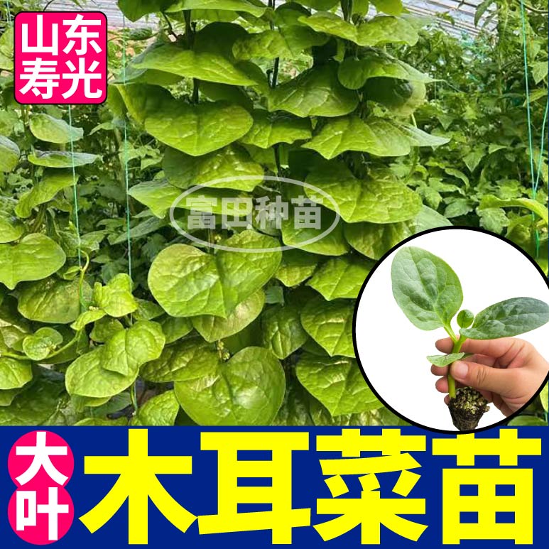 山东寿光大圆叶木耳菜苗秧