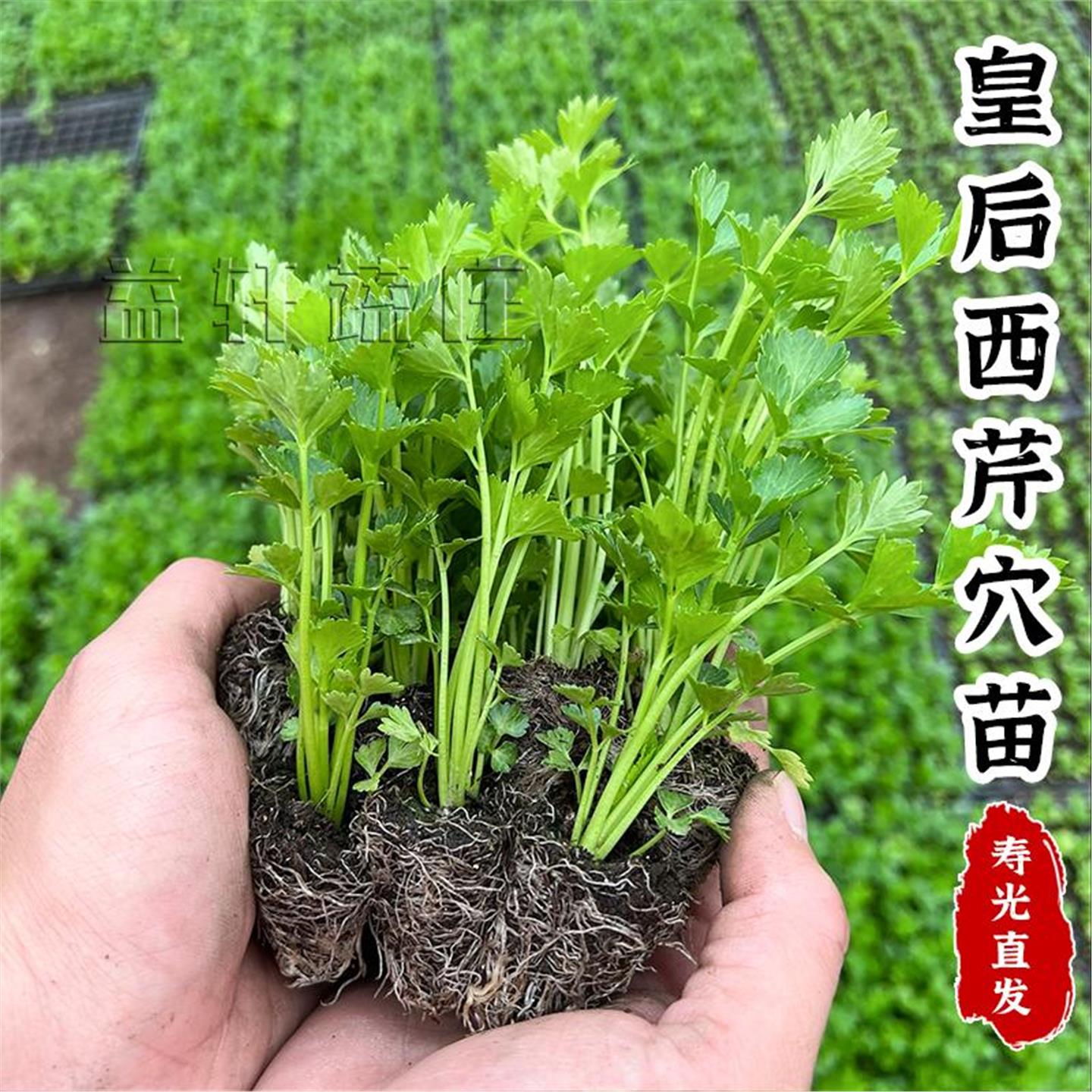 带土芹菜苗秧小香皇后西大