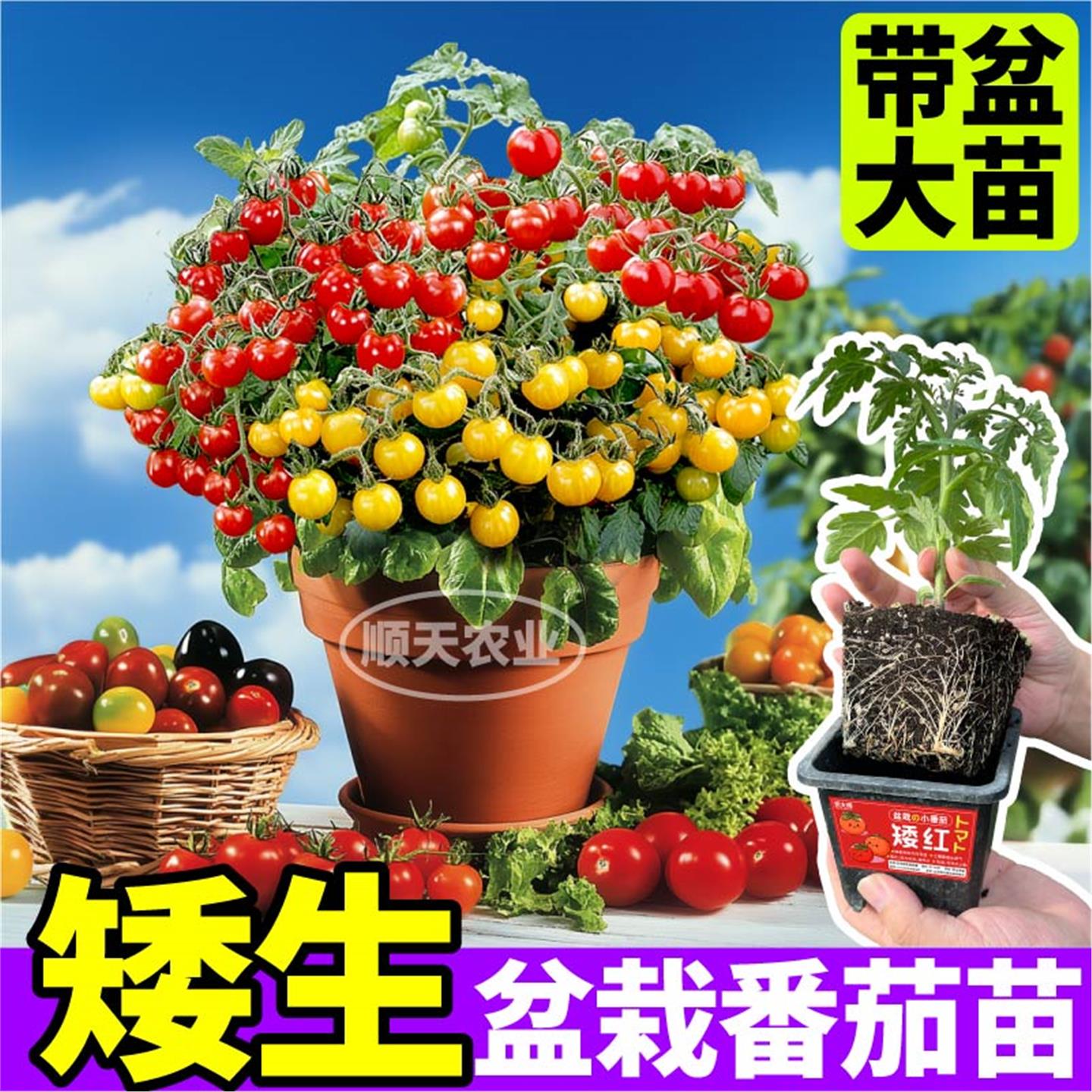 寿光带盆矮生番茄苗秧原土