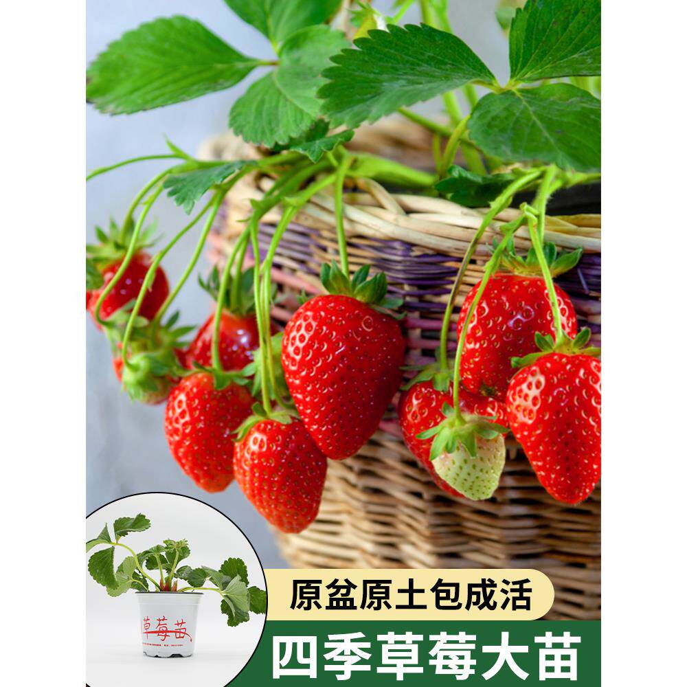 冬季盆栽奶油草莓种籽子种植四季种子白 苗带土带盆大食用秧草梅