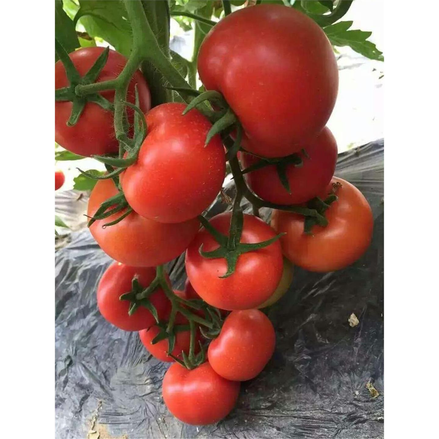 荷兰齐达利3098大红番茄西